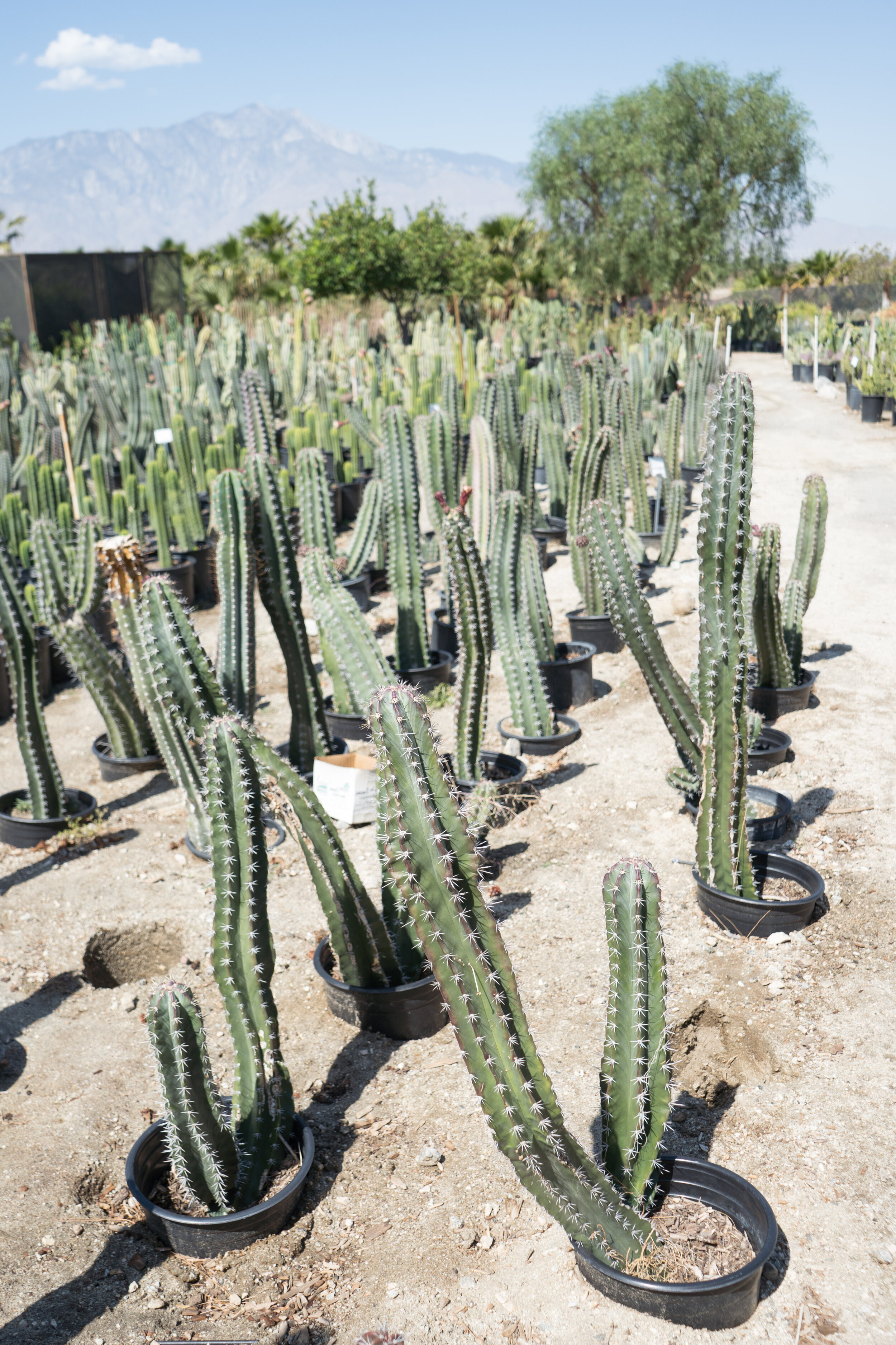 Stenocereus Queretaroensis (Pitaya Cactus)