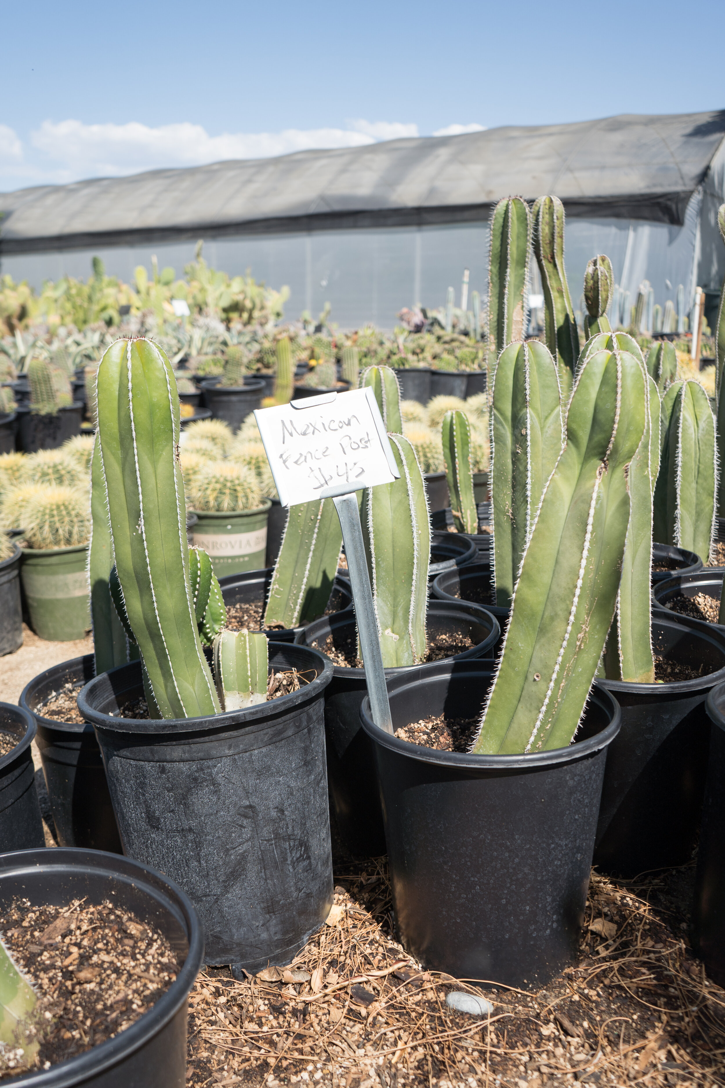 Pachycereus marginatus (Mexican Fence Post)