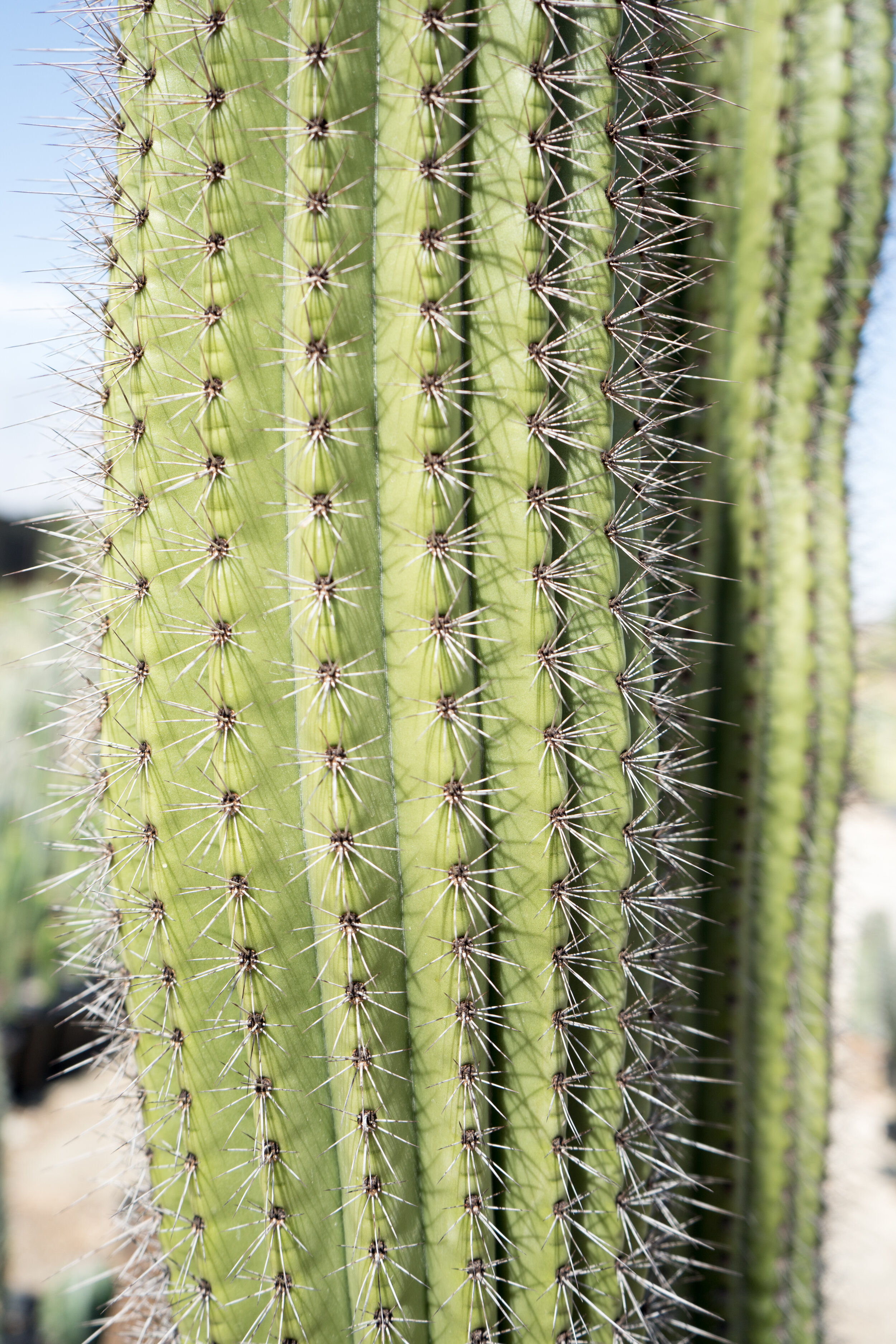 Stenocereus Thurberi (Organ Pipe Cactus) in detail