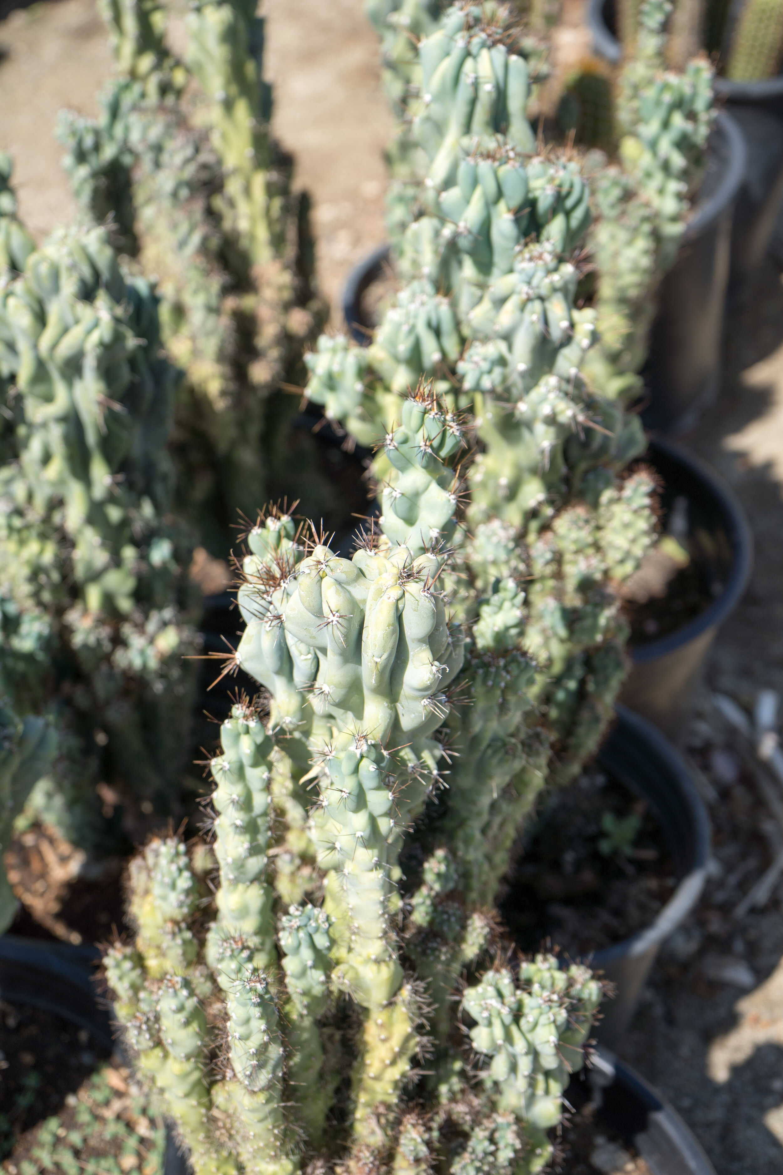 Cereus Peruvianus Monstrose (Monster Cactus)