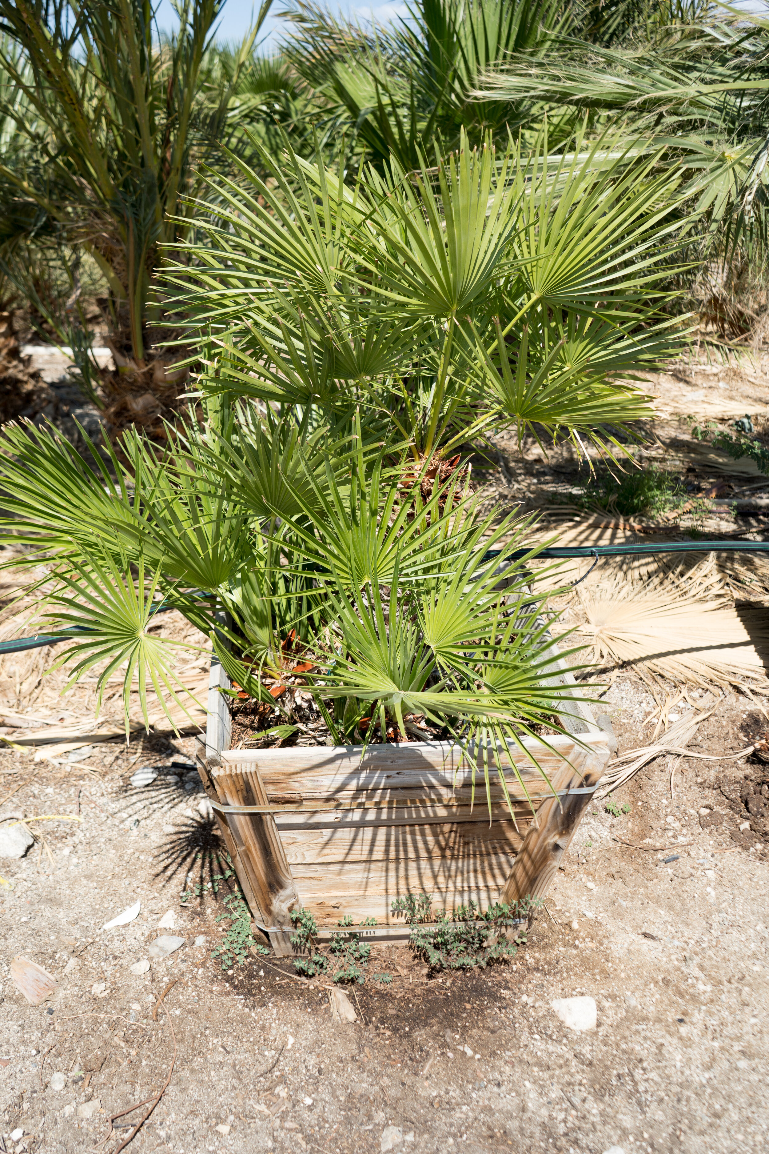 Mediterranean Fan Palm (Chamaerops Humilis)