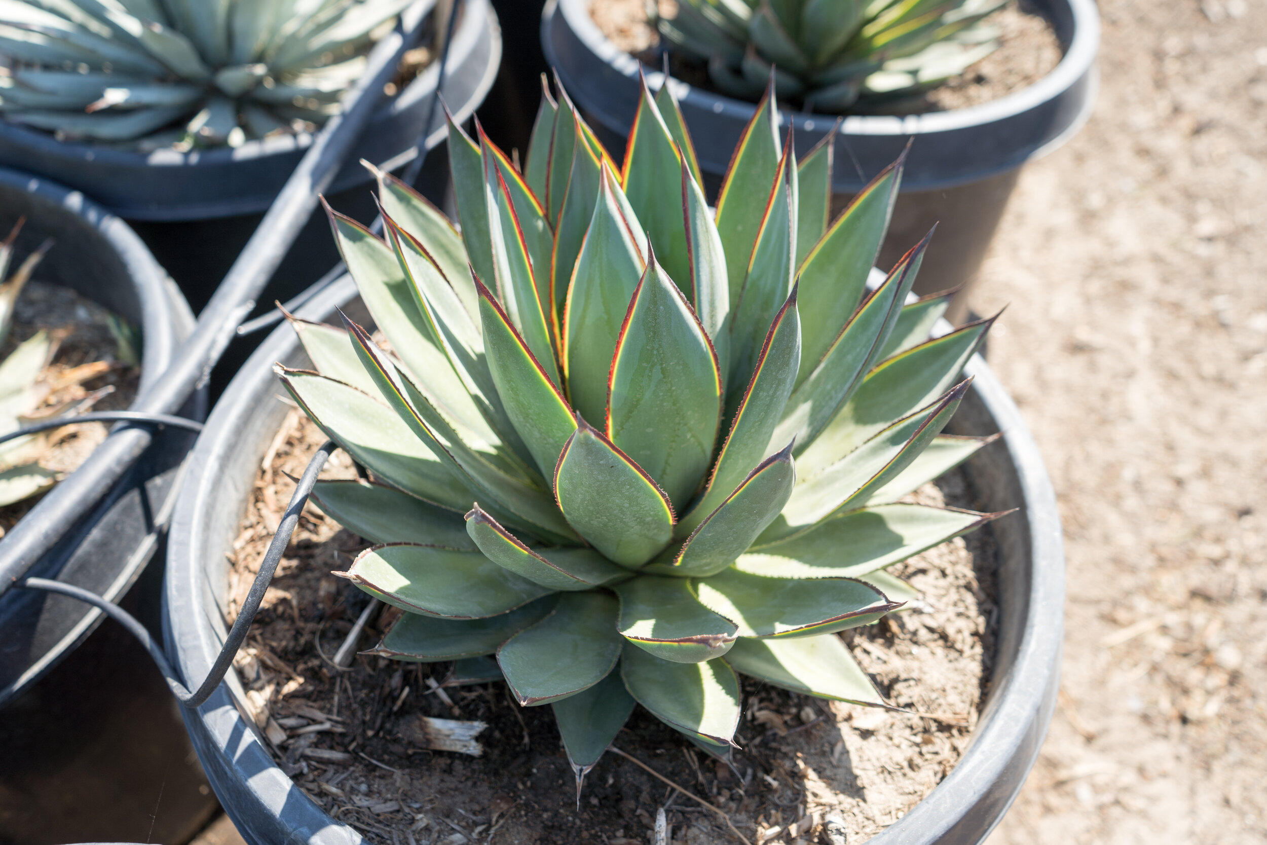 Agave Blue Glow