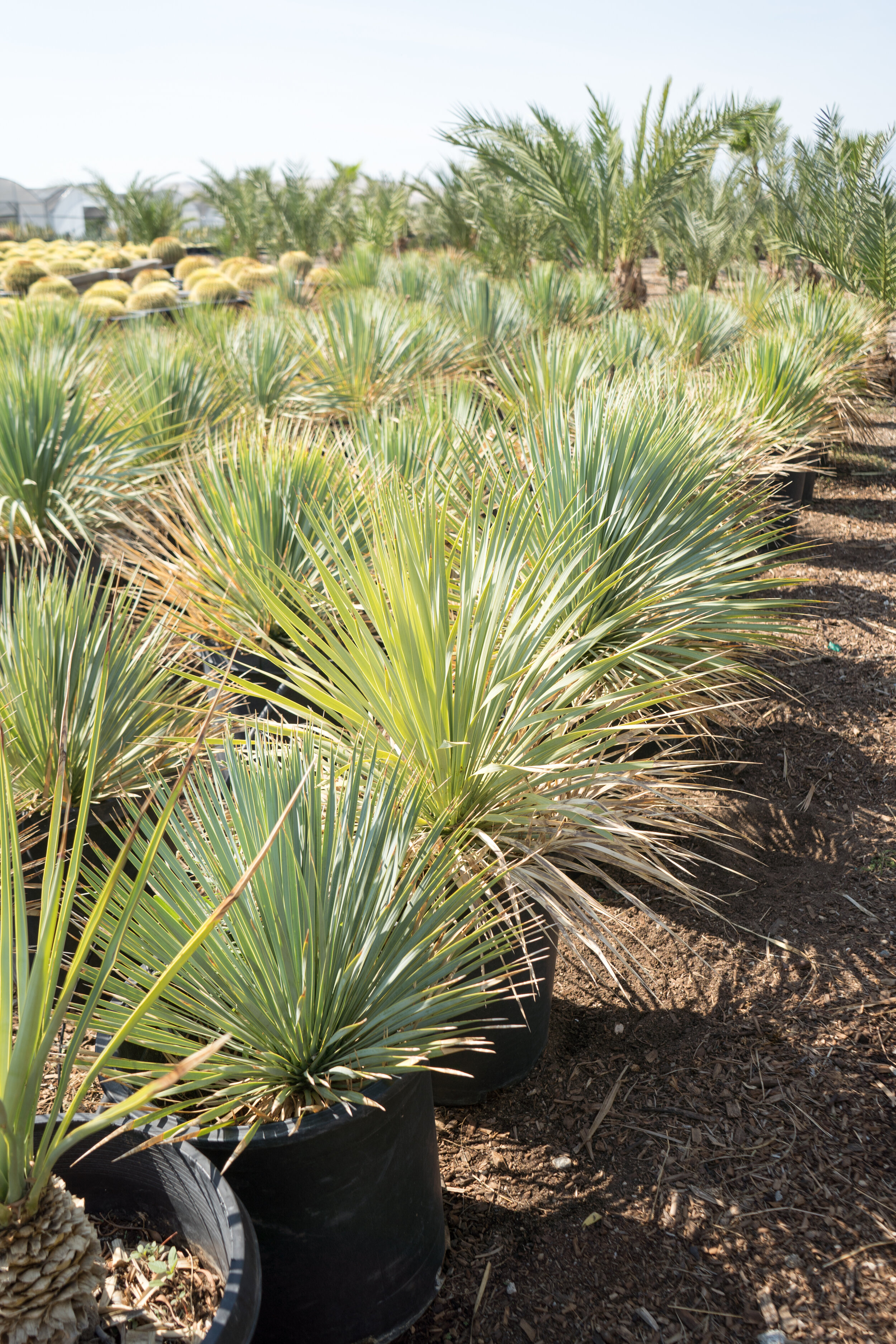 Beaked Yucca (Yucca Rostrata)