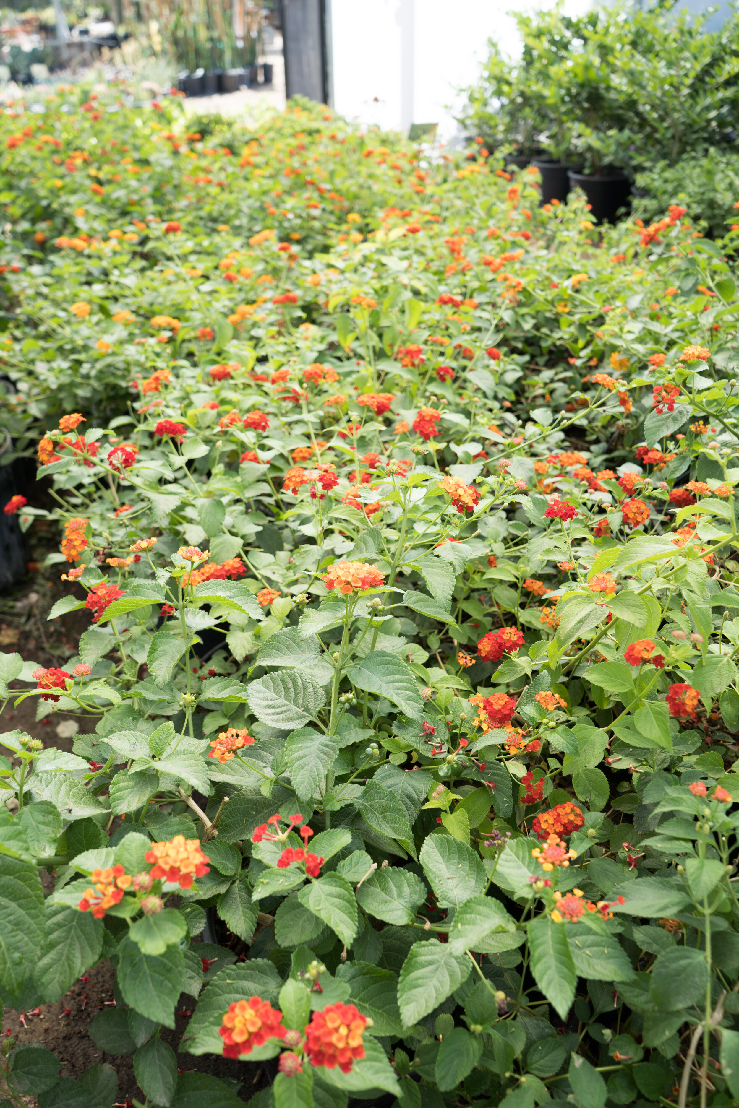 Orange and Red Lantana