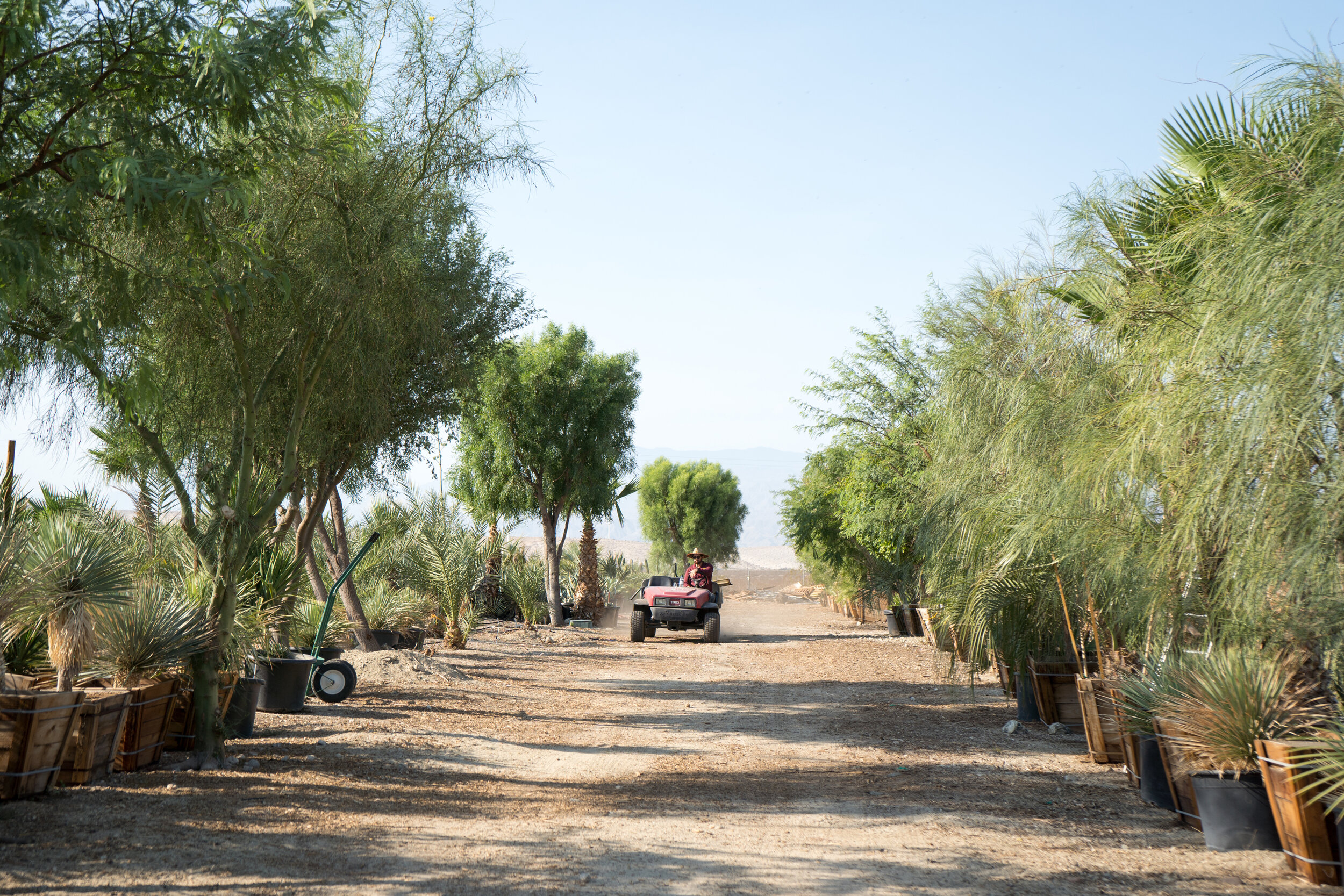 Weeping Willow Trees - Fast Growing Shade Trees for the Desert