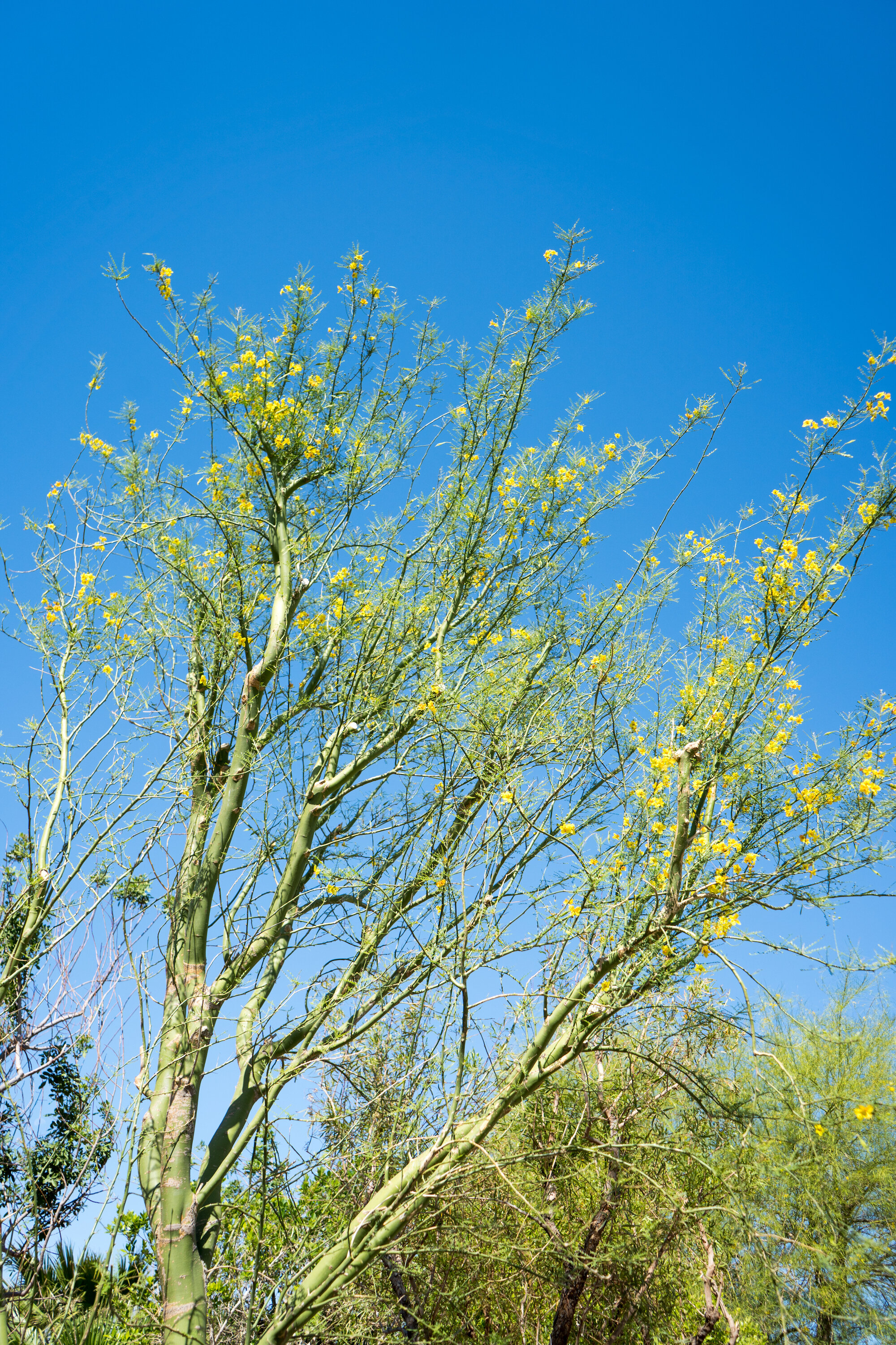 Yellow flowers of Palo Verde (Parkinsonia aculeata)