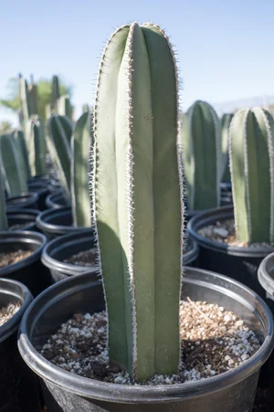 Mexican Fence Post | Pachycereus Marginatus  GDNC Nursery