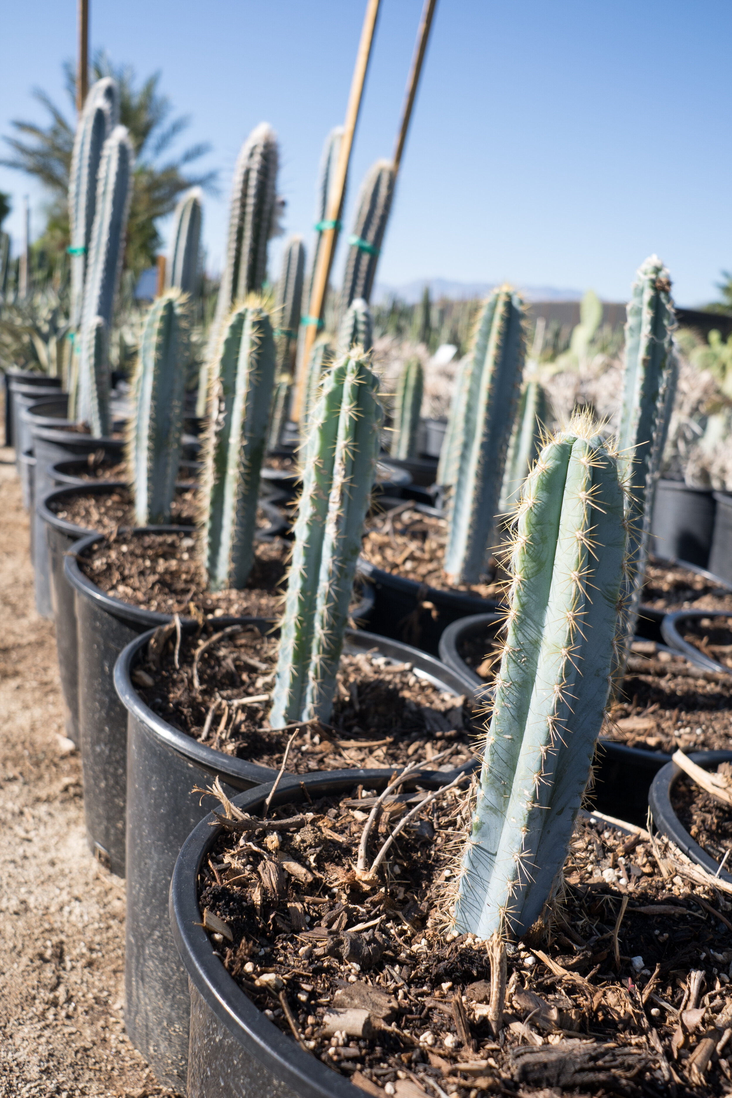 Blue Torch Cactus in 5 gallon pots