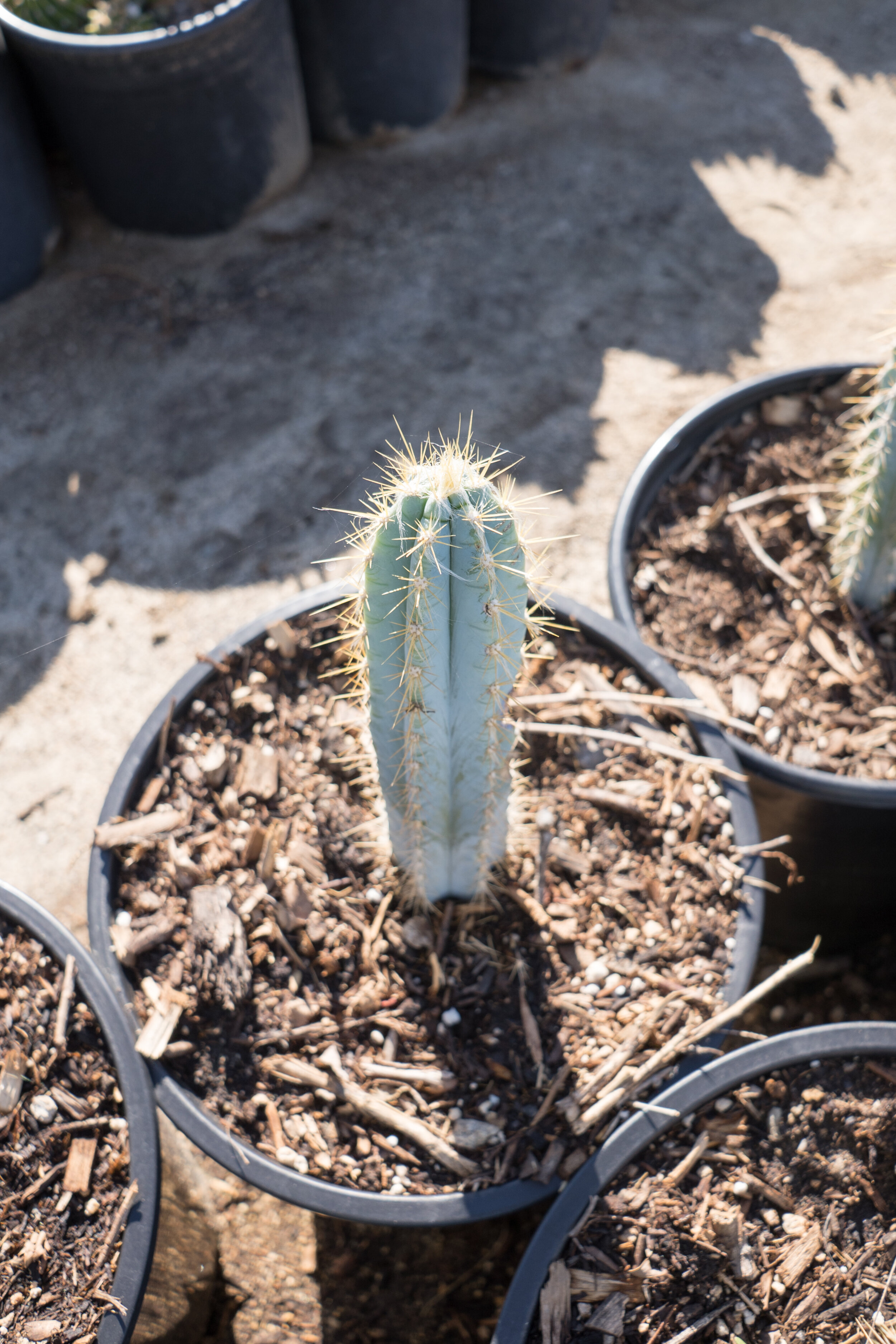 Blue Torch Cactus in a 1 gallon pot