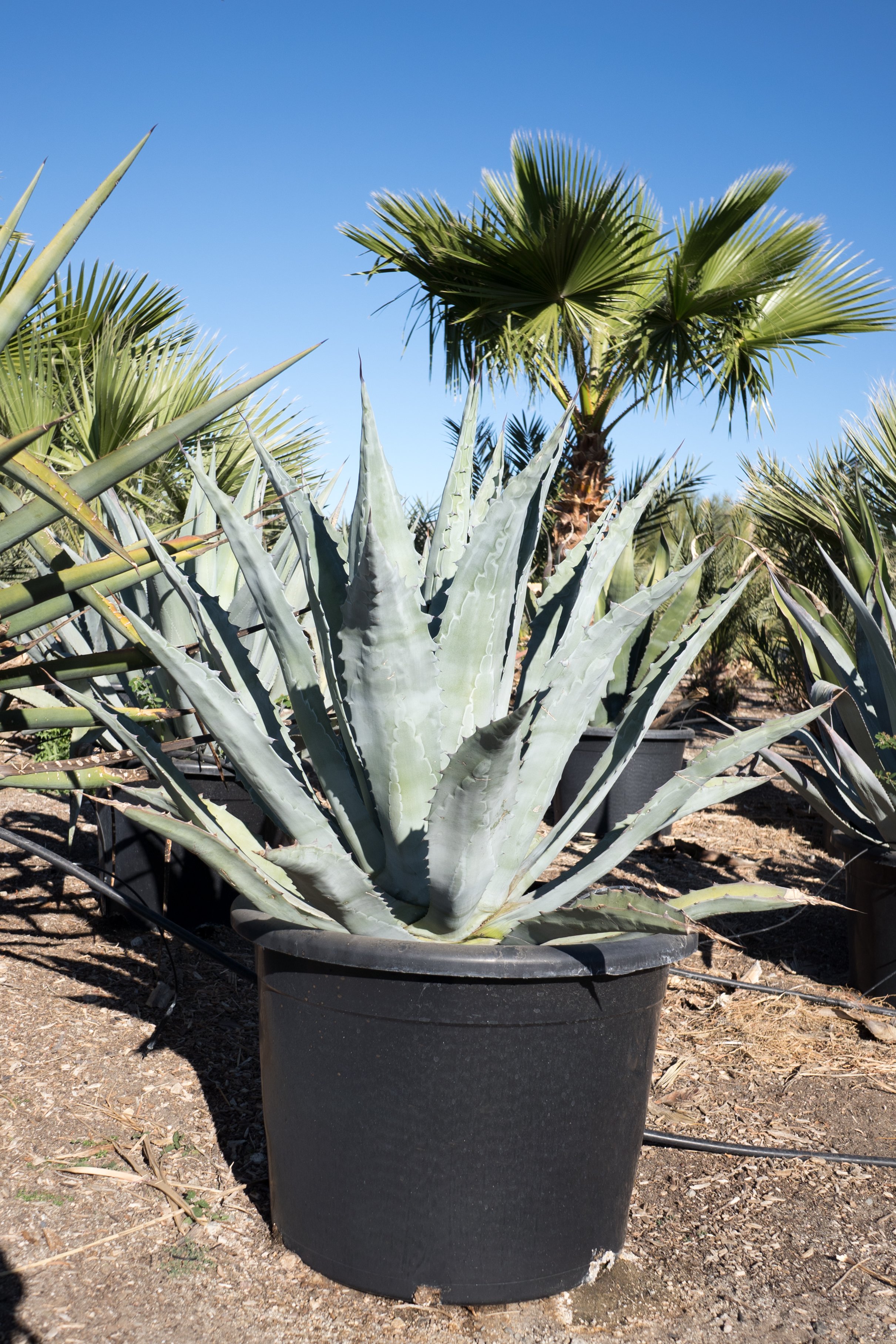 Standard Agave americana