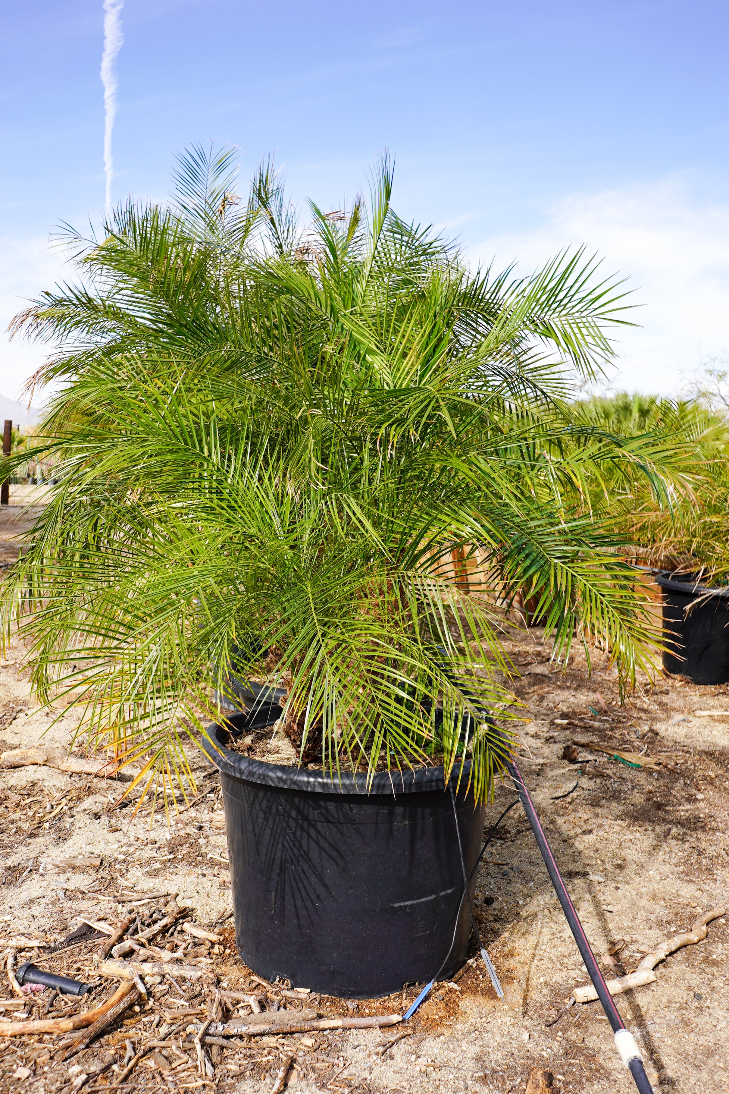 pygmy-date-palm-2.jpg