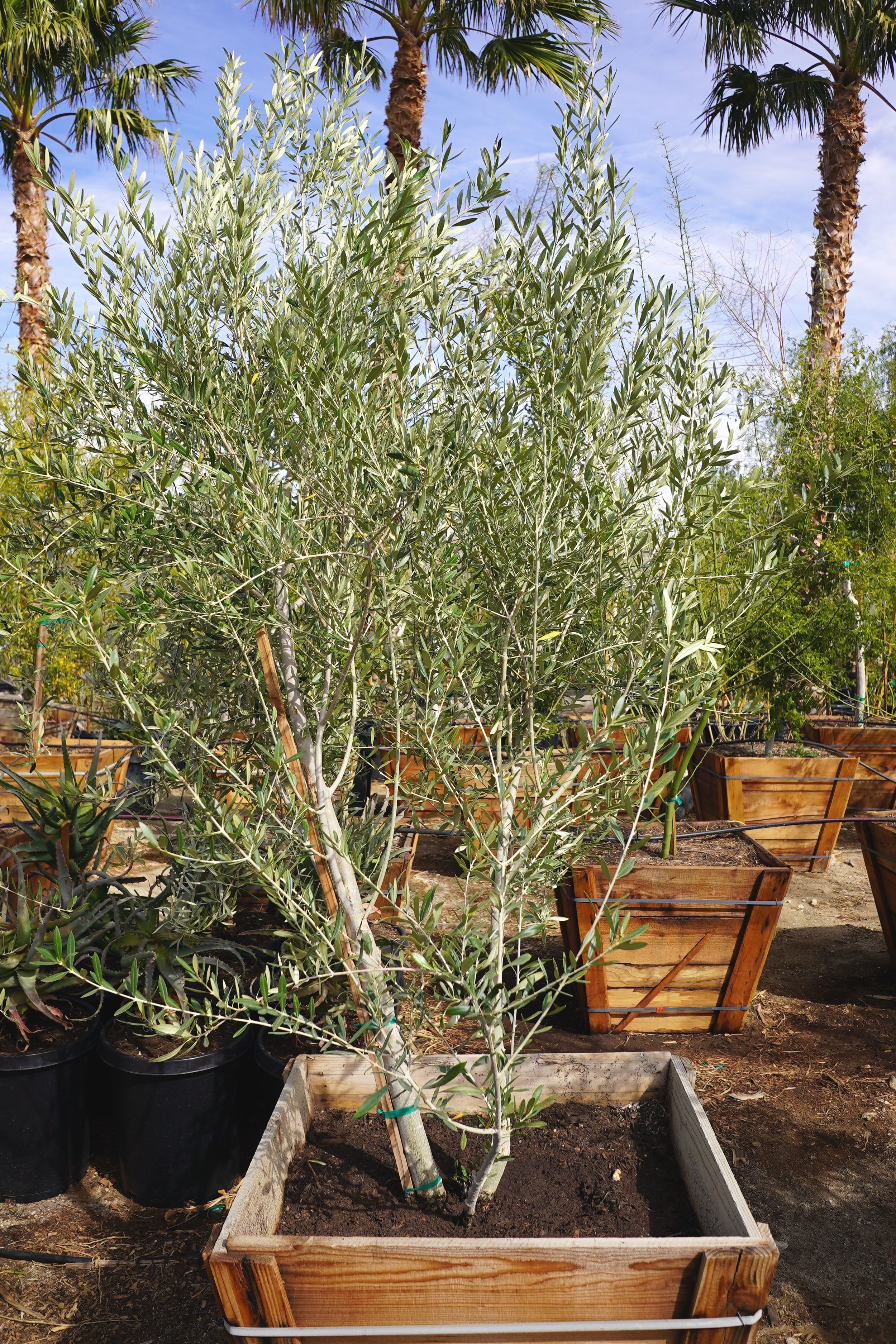 Fruitless Olive Tree: Plant Care & Growing Guide