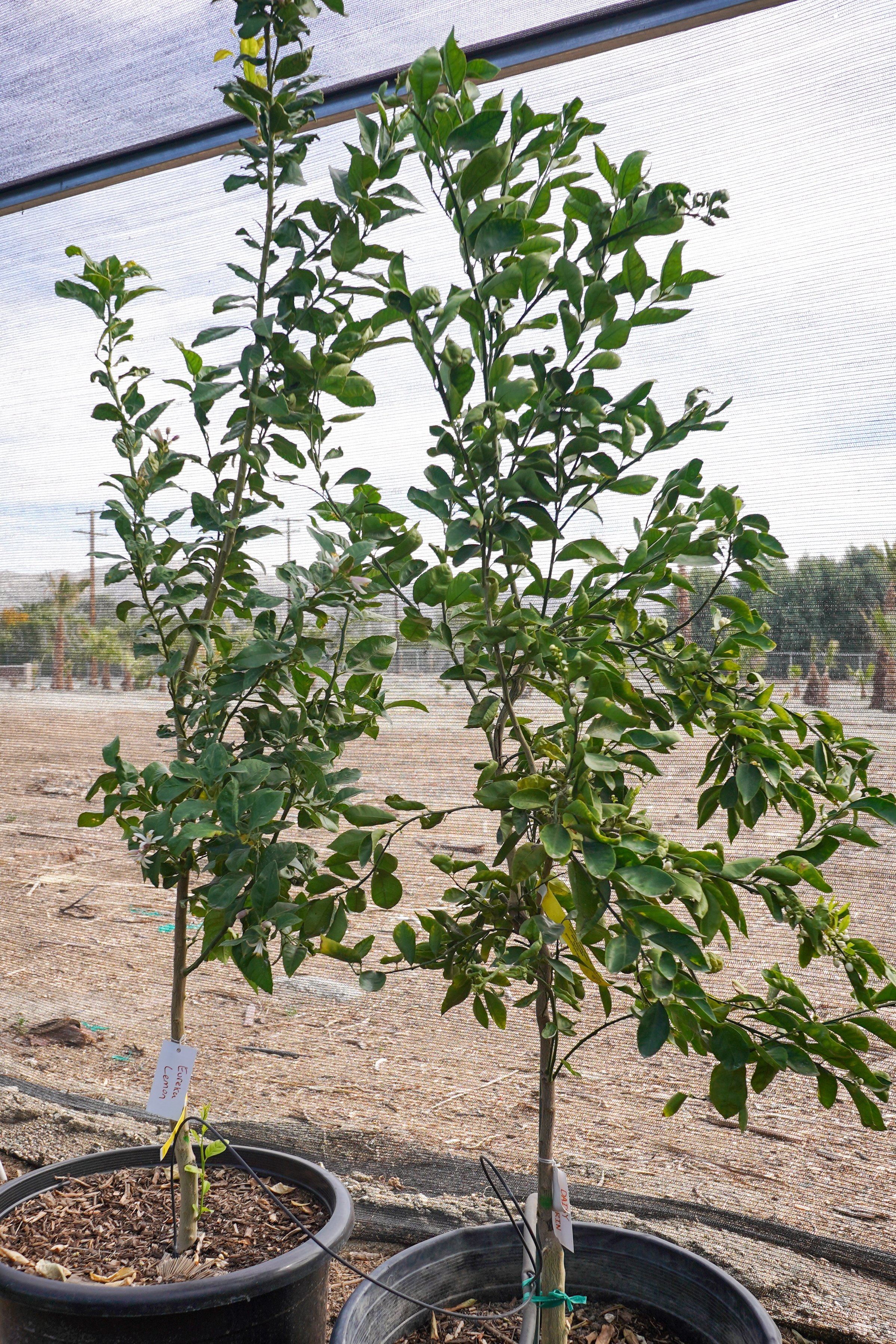 eureka-lemon-for-sale.jpg