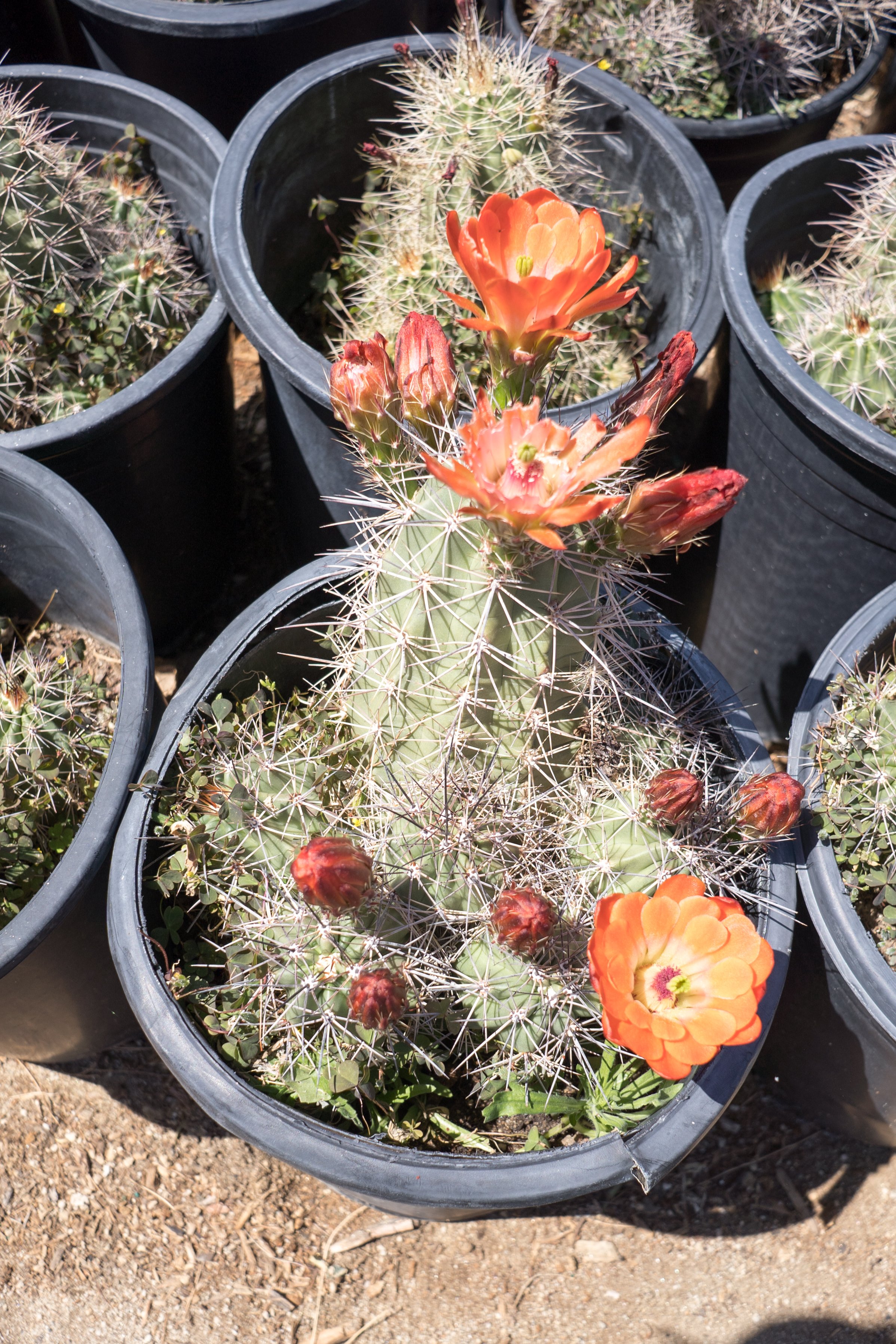 fertilize-cactus.jpg