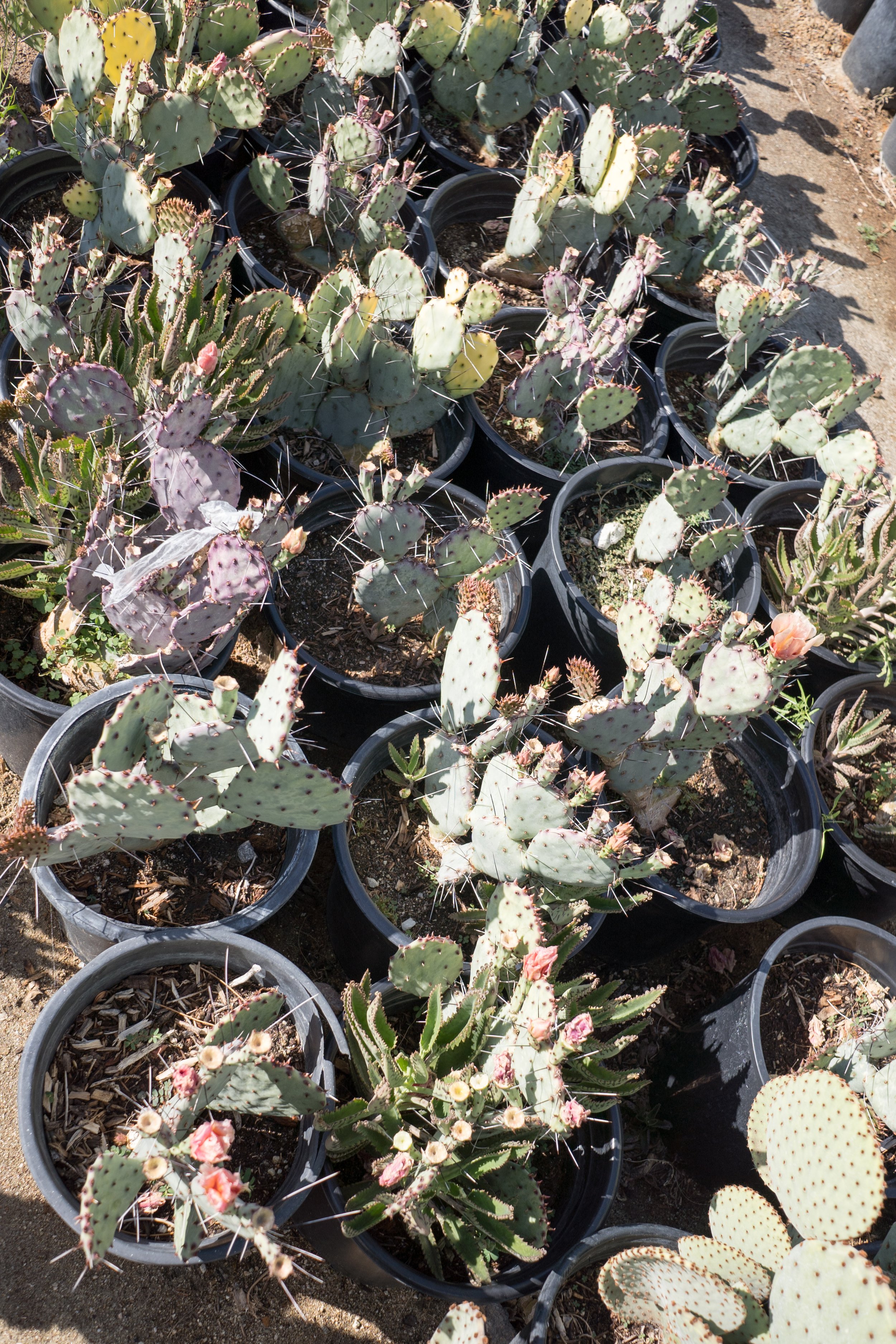 fertilize-cactus-2.jpg