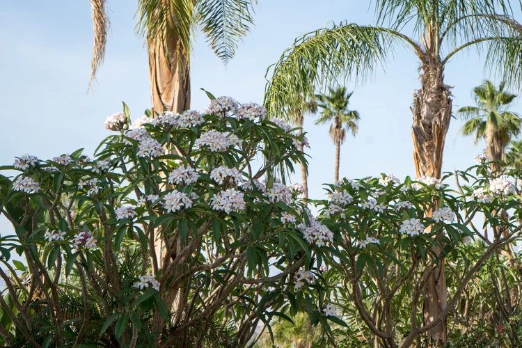 Plumeria  GDNC Nursery