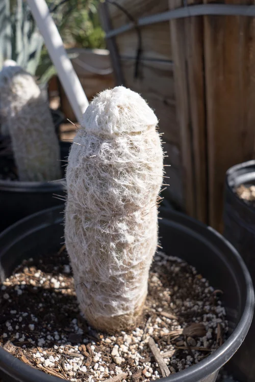 Old Man Cactus  GDNC Nursery
