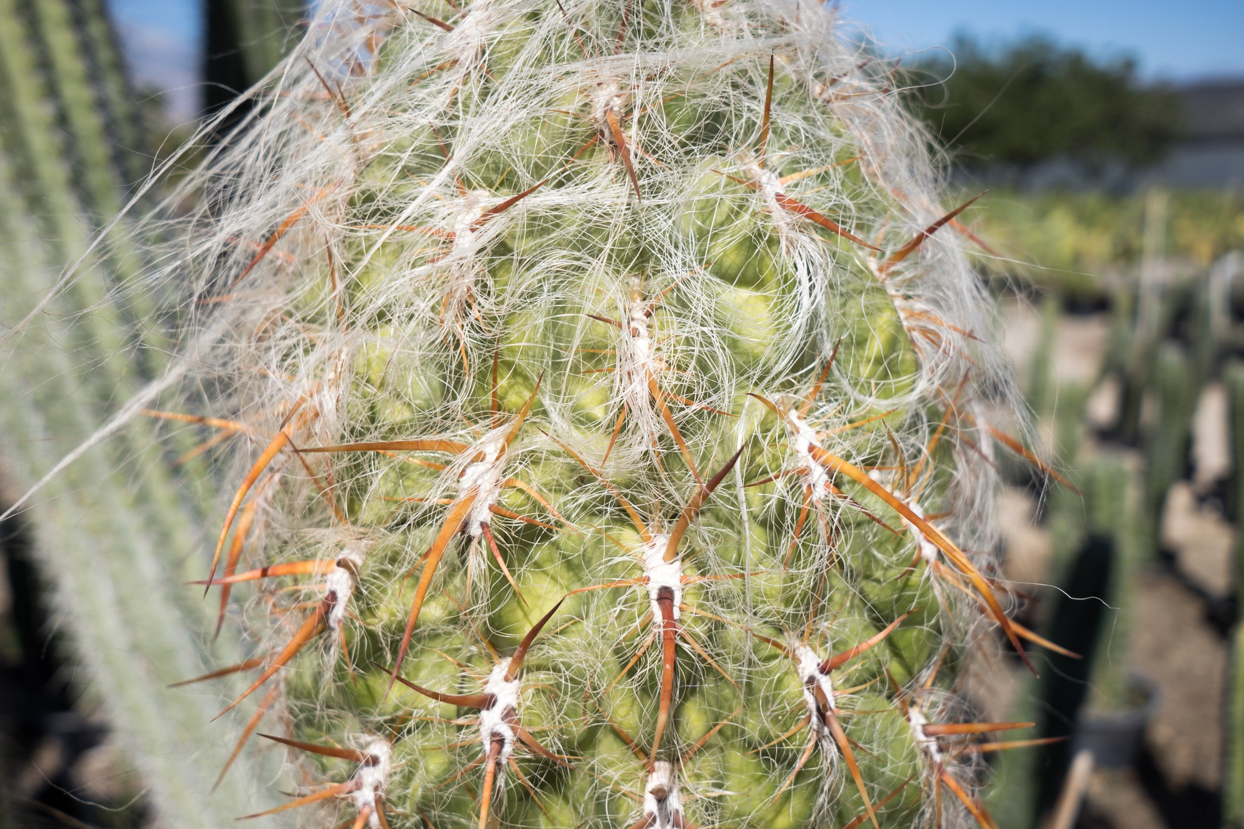 old-man-cactus-for-sale-4.jpg