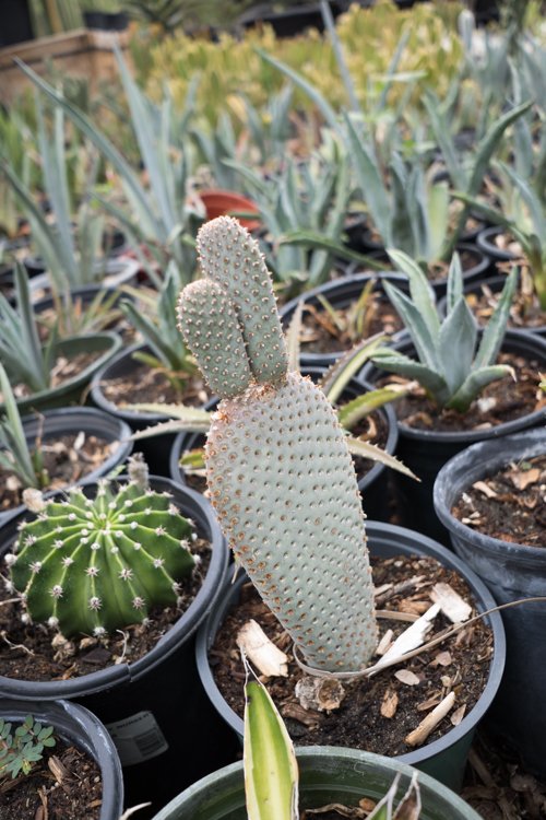 beavertail-cactus-2.jpg