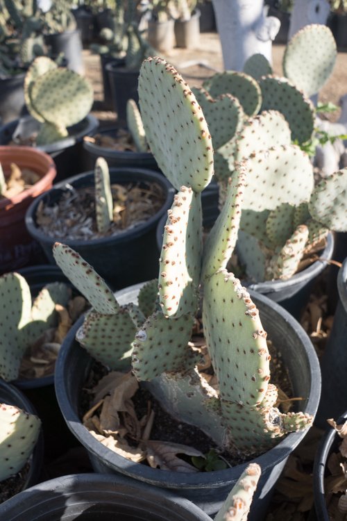 beavertail-cactus-3.jpg