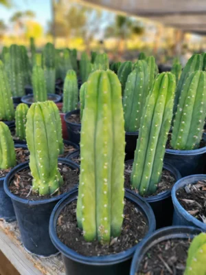 San Pedro Cactus (Echinopsis Pachanoi)  GDNC Nursery