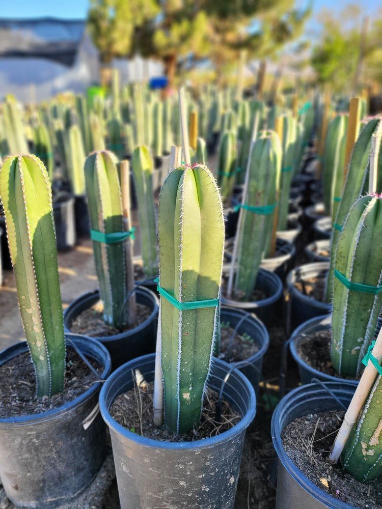 Mexican Fence Post | Pachycereus Marginatus  GDNC Nursery