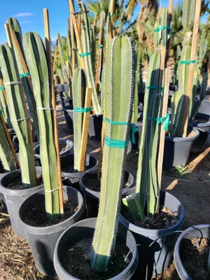 Mexican Fence Post | Pachycereus Marginatus  GDNC Nursery