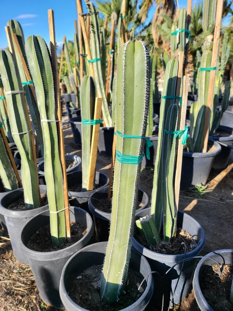 Mexican Fence Post | Pachycereus Marginatus  GDNC Nursery
