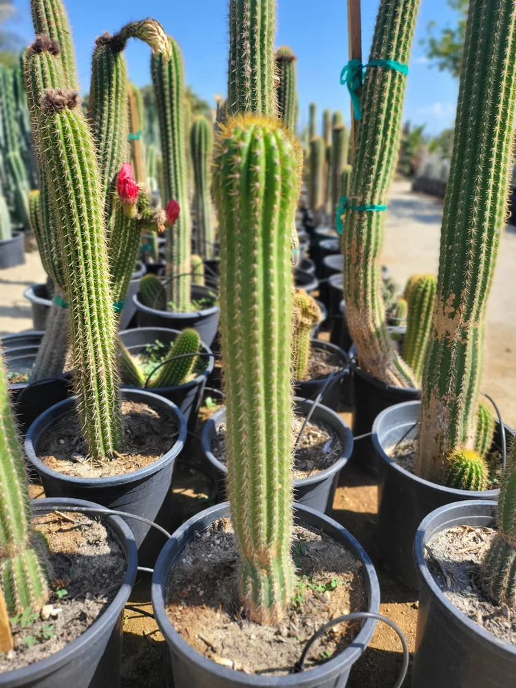 Golden Torch Cactus (Echinopsis Spachiana)  GDNC Nursery