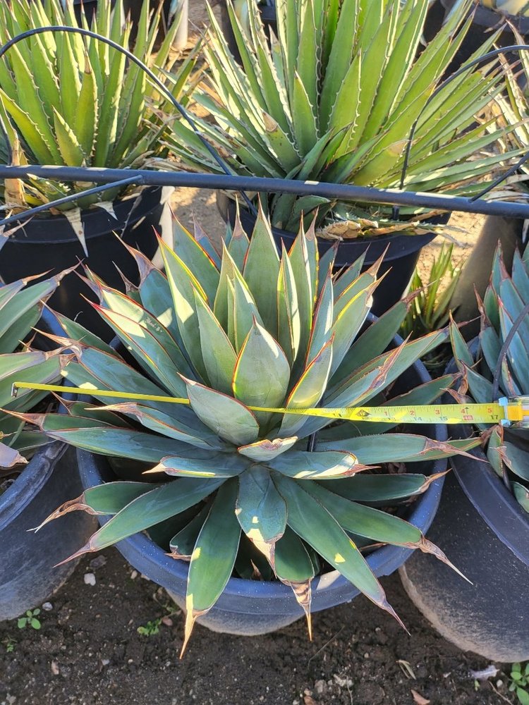 Agave Blue Glow — GDNC Nursery