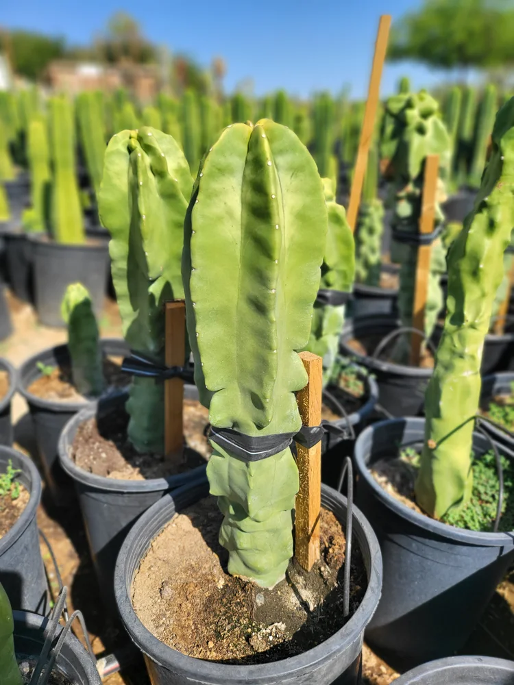 Totem Pole Cactus | Lophocereus Schottii var Monstrosus  GDNC Nursery