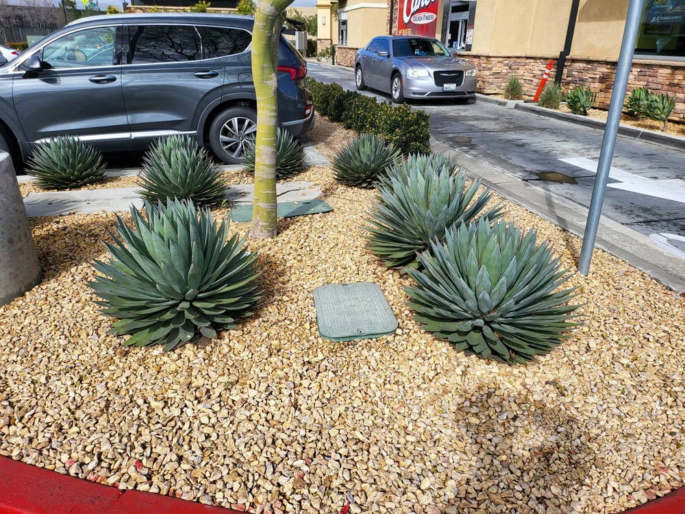 Agave Blue Glow  GDNC Nursery