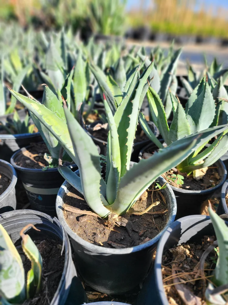Agave Americana  GDNC Nursery