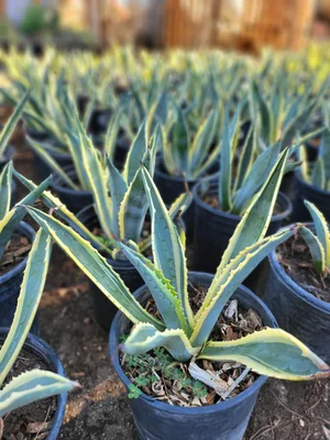 agave americana marginata care Shop Century Plant 'Variegata' Agave Americana