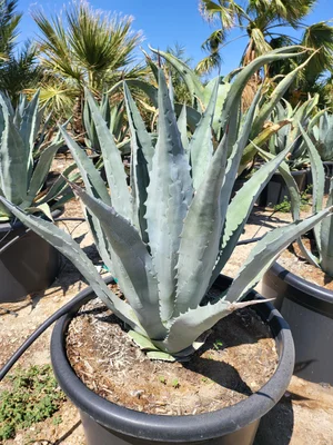 blue agave seeds Century Plant 25 Seeds Agave americana – R&B Floridaseeds main image 0