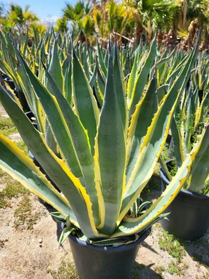 agave azul tequila Tequila Azteca Azul Plata main image 1