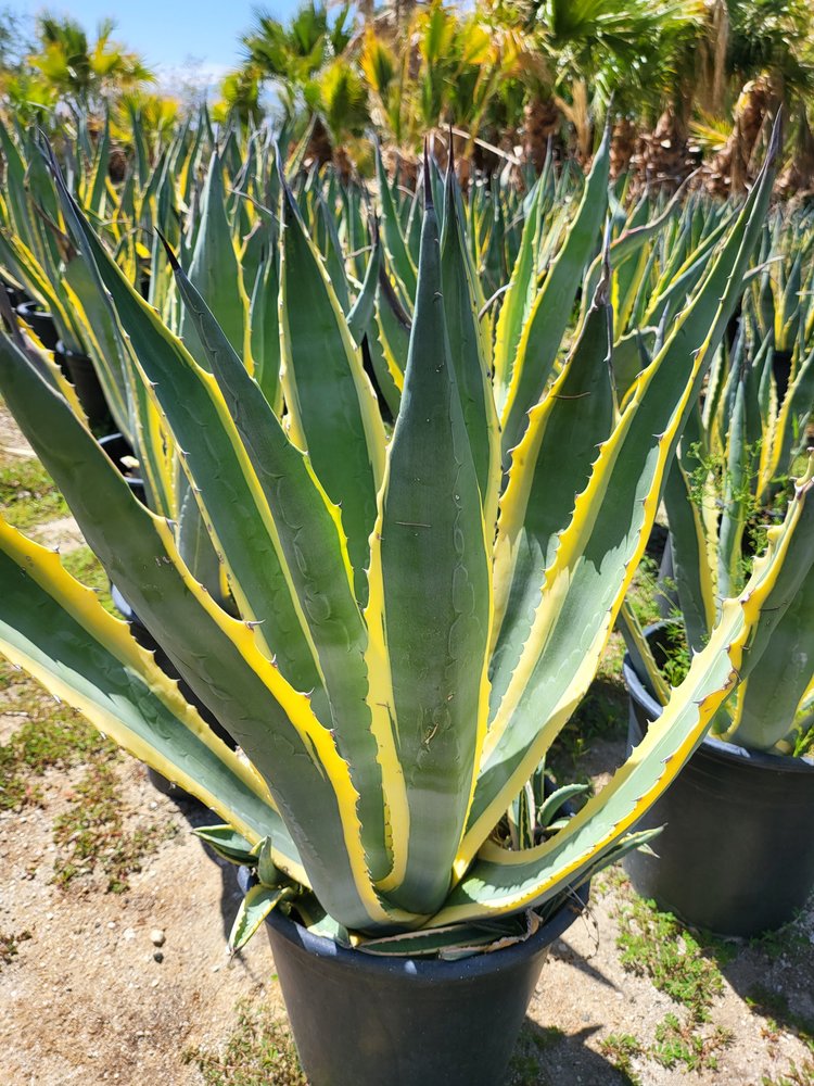 Agave Americana Marginata  GDNC Nursery