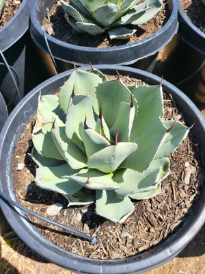 Agave Parryi var Truncata — GDNC Nursery