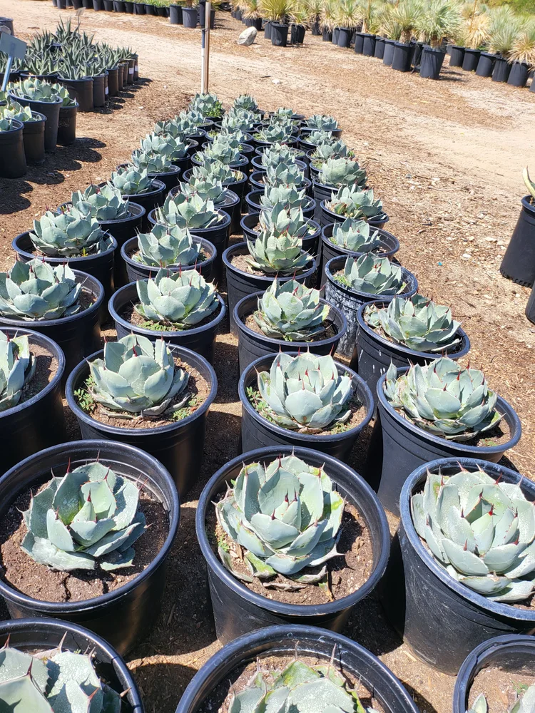 Agave parryi ssp. truncata なが 