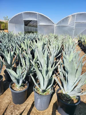 Agave Majestic (Franzosinii)  GDNC Nursery