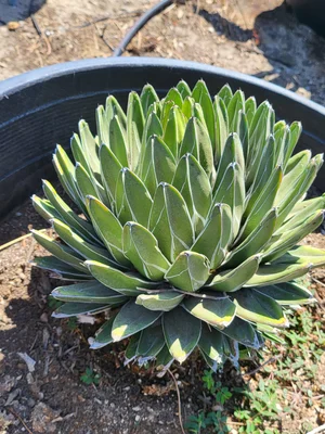 Agave Victoriae-Reginae (Queen Victoria)  GDNC Nursery