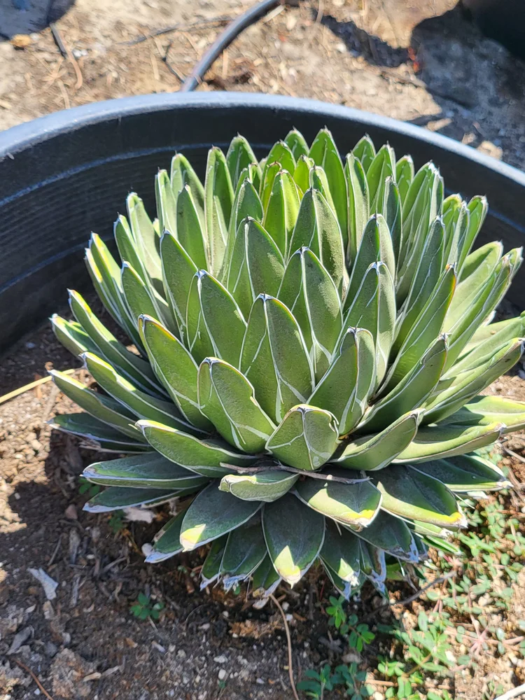 Agave Victoriae-Reginae (Queen Victoria)  GDNC Nursery