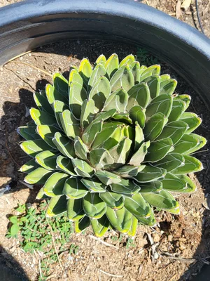 Agave Victoriae-Reginae (Queen Victoria)  GDNC Nursery