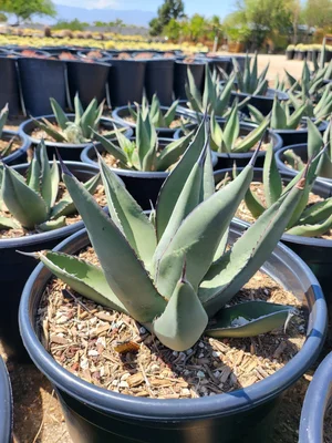 Agave Sharkskin (Victoria-Reginae x Scabra) — GDNC Nursery