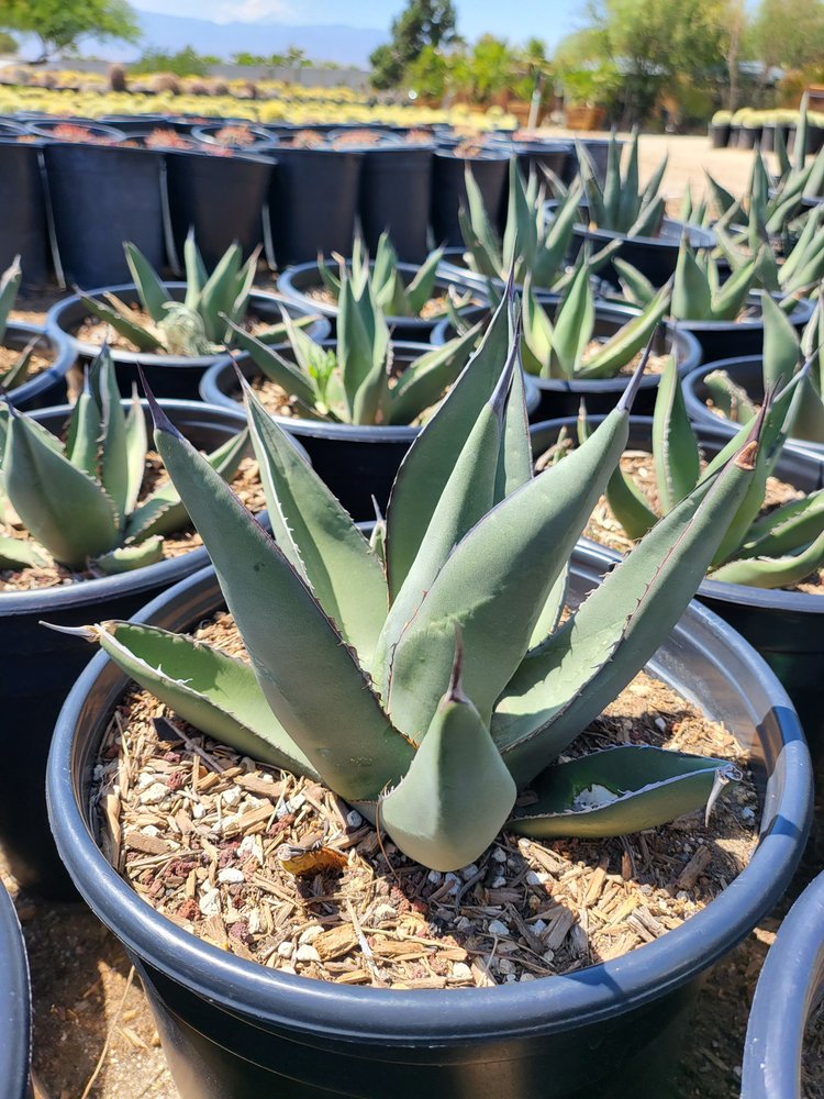 Agave Sharkskin (Victoria-Reginae x Scabra) — GDNC Nursery