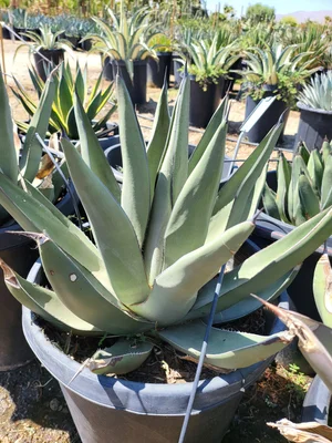 Agave Sharkskin (Victoria-Reginae x Scabra) — GDNC Nursery