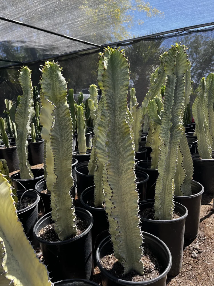 African Candelabra (Euphorbia Ammak)  GDNC Nursery