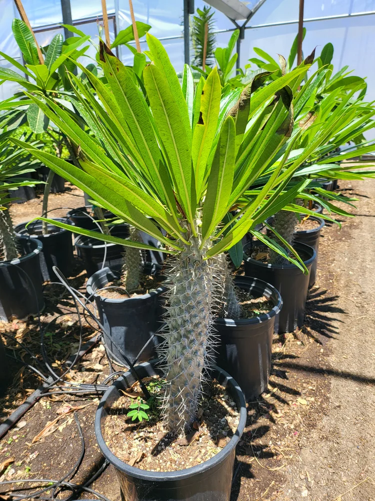 Madagascar Palm | Pachypodium Lamerei  GDNC Nursery