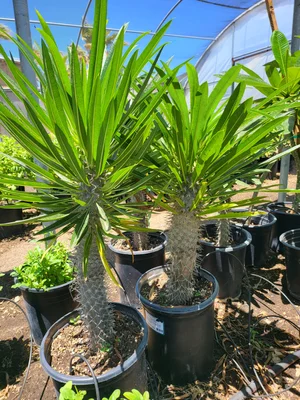 Madagascar Palm | Pachypodium Lamerei  GDNC Nursery