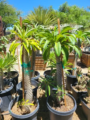 Madagascar Palm | Pachypodium Lamerei  GDNC Nursery